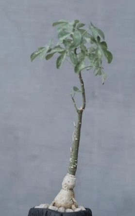 Adenia fruticosa seeds
