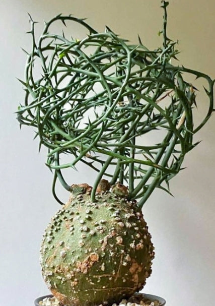 Adenia globosa seeds