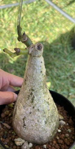 Adenia heterophylla seeds