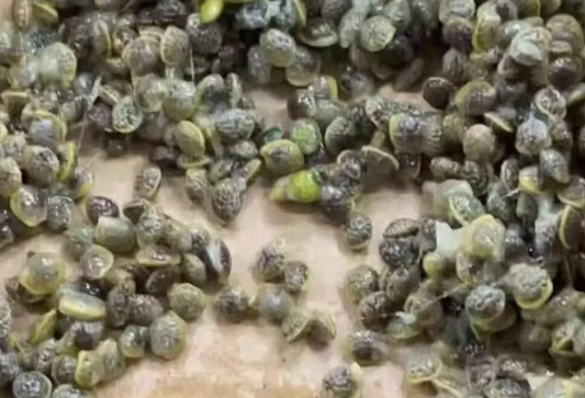 Adenia kirkii seeds
