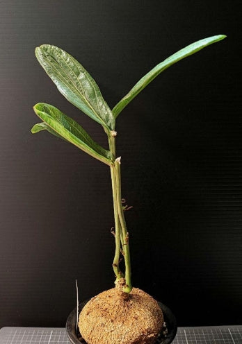 Adenia ovata seeds