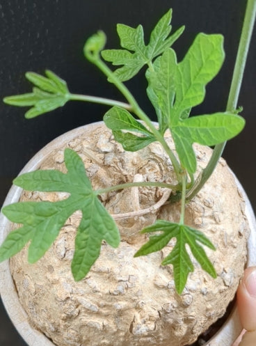 Adenia stenodactyla seeds