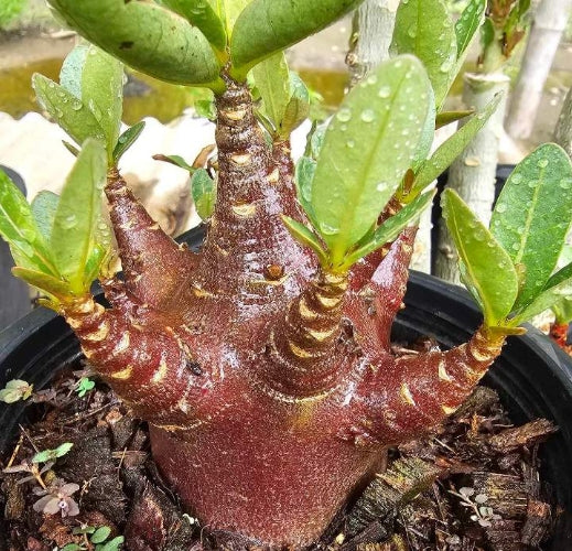 Adenium Blackskin SPR × DDC seeds