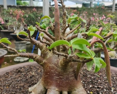 Adenium Blackskin SPR × KHZ seeds
