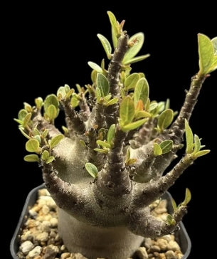 Adenium Blackskin Soco seeds