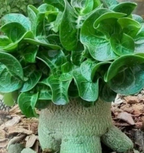 Adenium D.H.A Emerald Green seeds