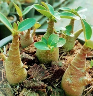 Adenium God Tung Mon seeds
