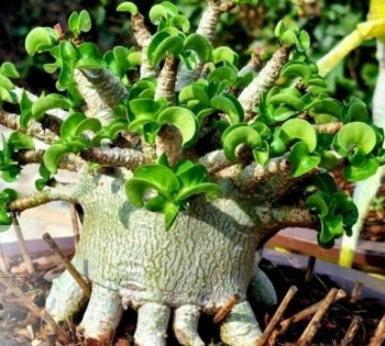 Adenium SLP / D.H.A SLP seeds