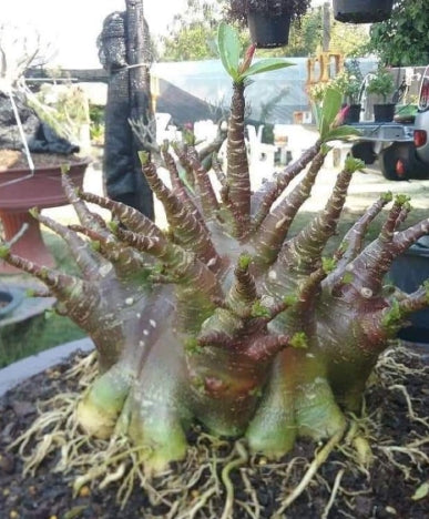 Adenium Red Bangle seeds