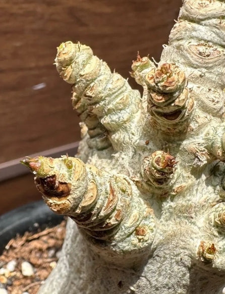 Adenium D.H.A Thai seeds