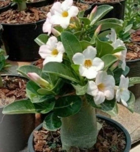 Adenium White House seeds