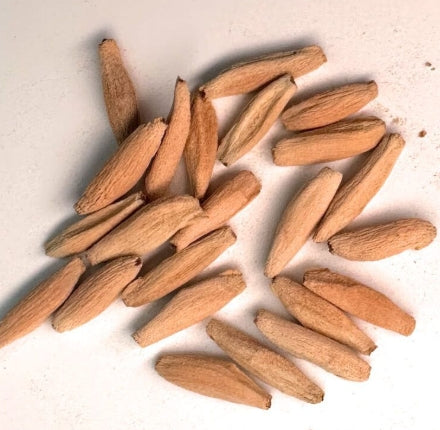 Adenium arabicum Black panther seeds