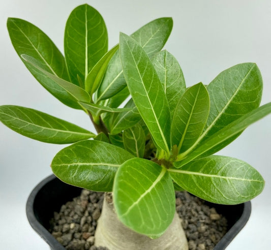 Adenium arabicum 'Godji' seeds