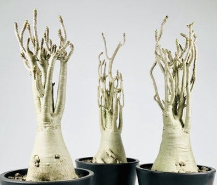 Adenium arabicum rachinee (RCN) seeds