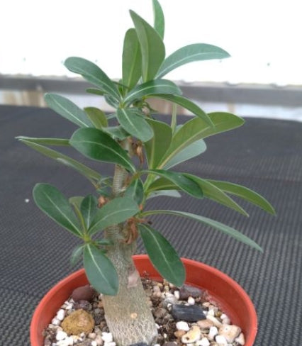 Adenium multiflorum seeds