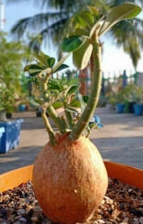 Adenium obesum Kenya seeds