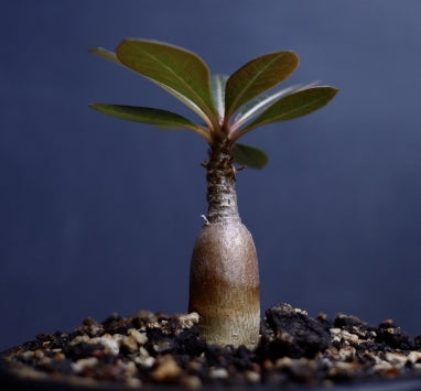 Adenium socotranum 'Wild' seeds