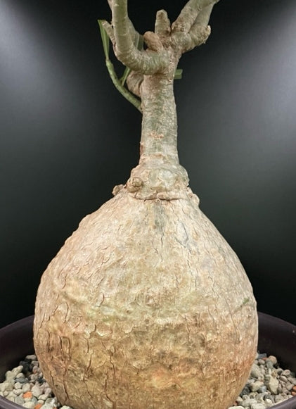 Adenium somalense seeds