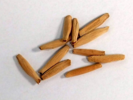 Adenium somalense seeds