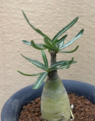 Adenium somalense var. crispum seeds