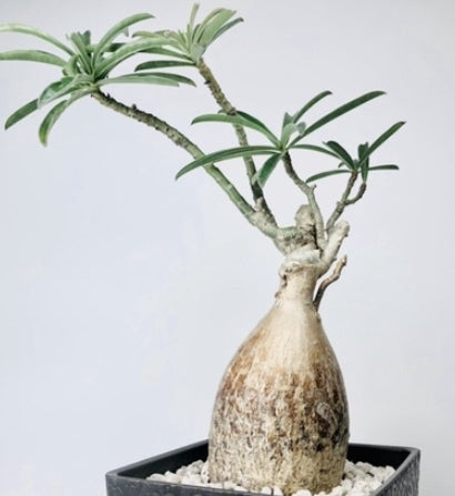 Adenium swazicum seeds