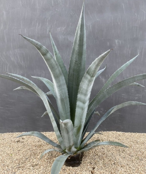 Agave Americana v. Oaxacacensis seeds