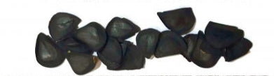 Agave Americana v. Oaxacacensis seeds