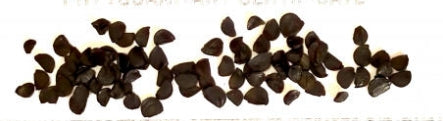 Agave Uthaensis var. eborospina seeds