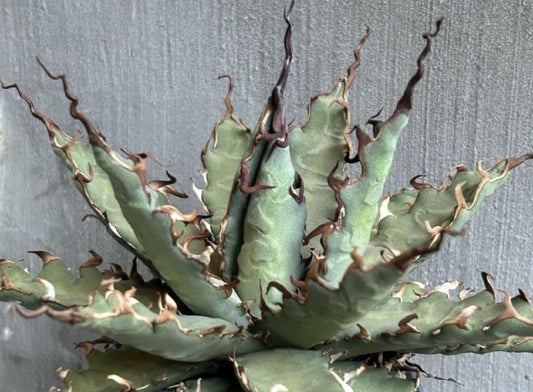 Agave Uthaensis var. eborospina seeds