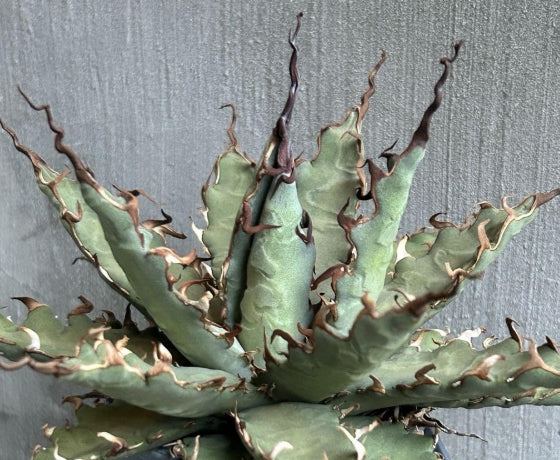 Agave Uthaensis var. eborospina seeds