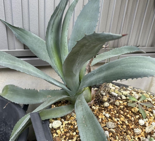 Agave americana seeds