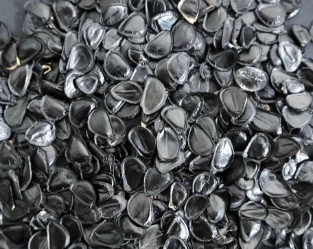 Agave asperrima ssp zarcensis seeds