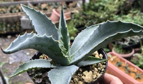 Agave asperrima ssp zarcensis seeds