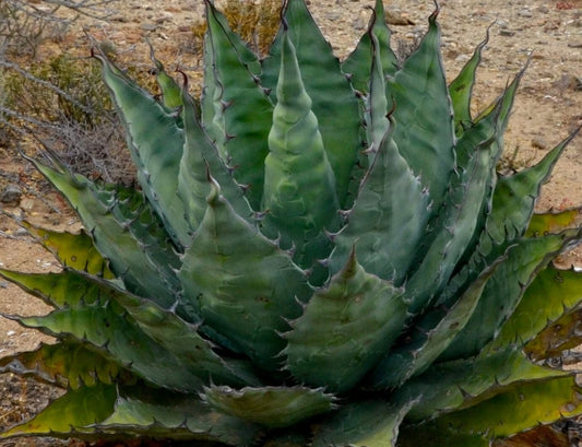 Agave avellanidens seeds