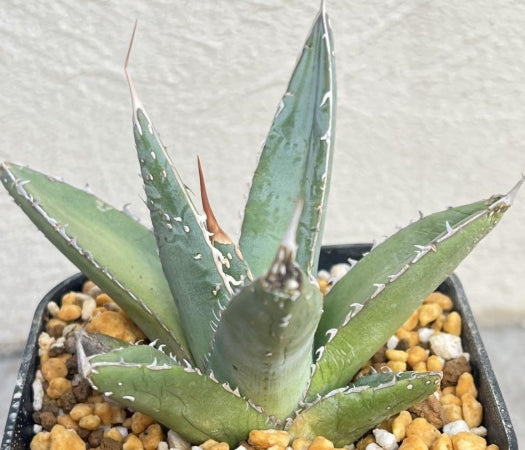 Agave ghiesbreghtii seeds
