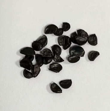 Agave ghiesbreghtii seeds
