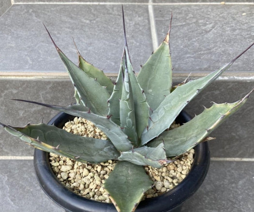 Agave havardiana seeds