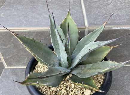 Agave havardiana seeds