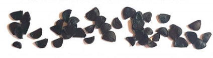 Agave horrida subsp. perotensis seeds