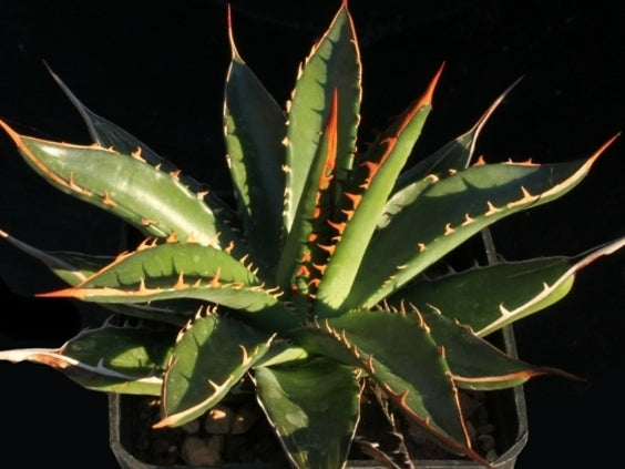 Agave horrida subsp. perotensis seeds