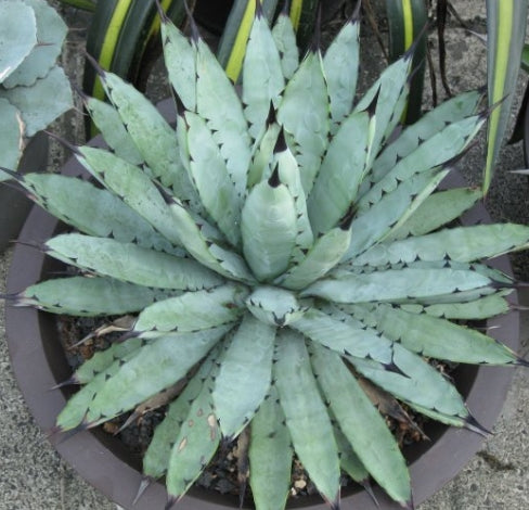 Agave macroacantha seeds