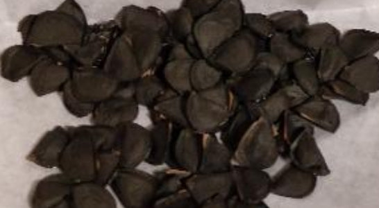 Agave macroacantha seeds