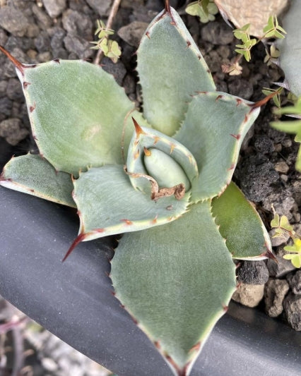 Agave parryi ssp. parryi seeds
