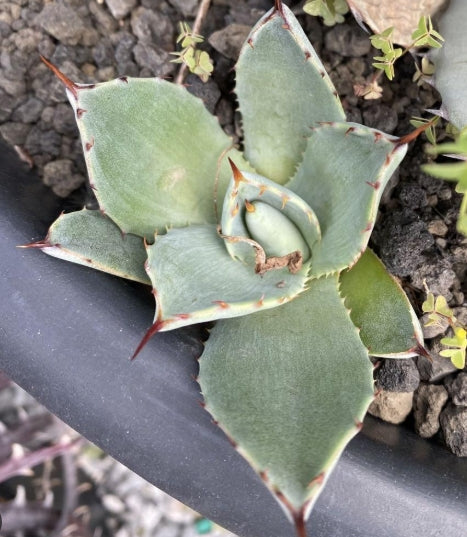 Agave parryi ssp parryi seeds