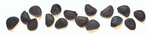 Agave parryi var. truncata seeds