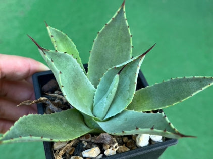 Agave parryi var. truncata seeds
