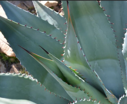 Agave shrevei subsp. matapensis seeds