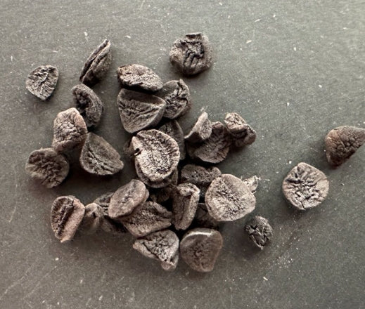 Albuca concordiana seeds