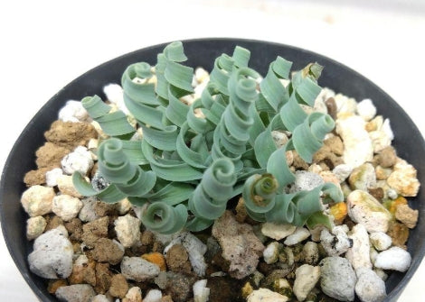 Albuca concordiana seeds