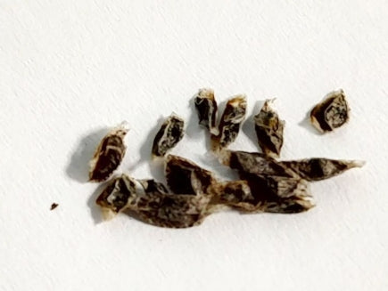 Aloe acutissima seeds